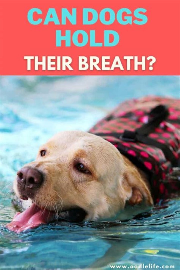 Can dogs hold their breath?