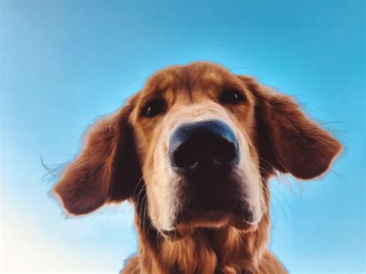 Can dogs sense heartbreak?
