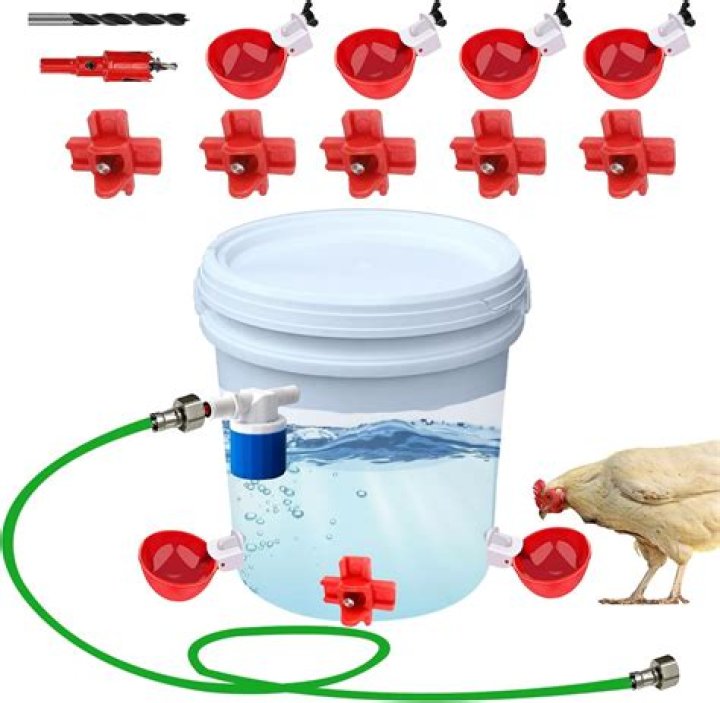 Can ducks drink from chicken waterer?