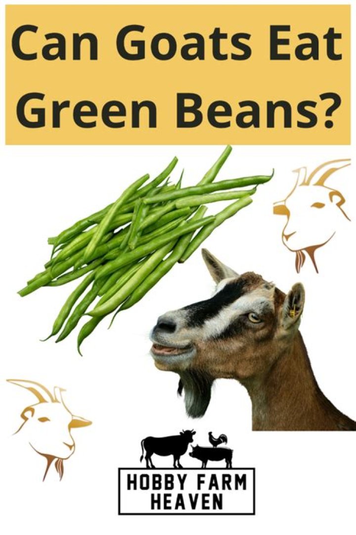 Can goats eat green beans?