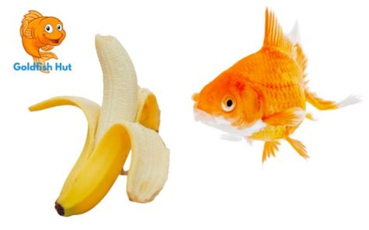 Can goldfish eat banana?