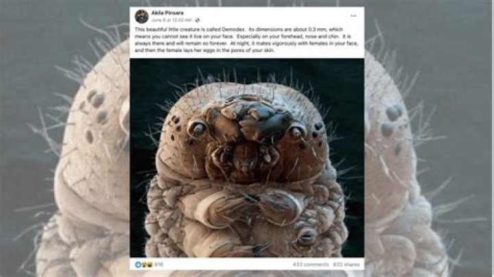 Can grain mites live on humans?