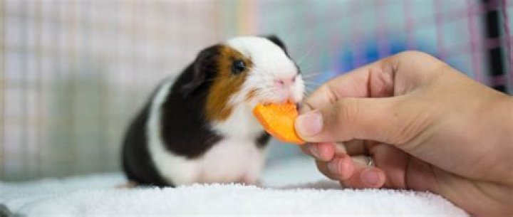 Can guinea pigs eat the skin of an orange?