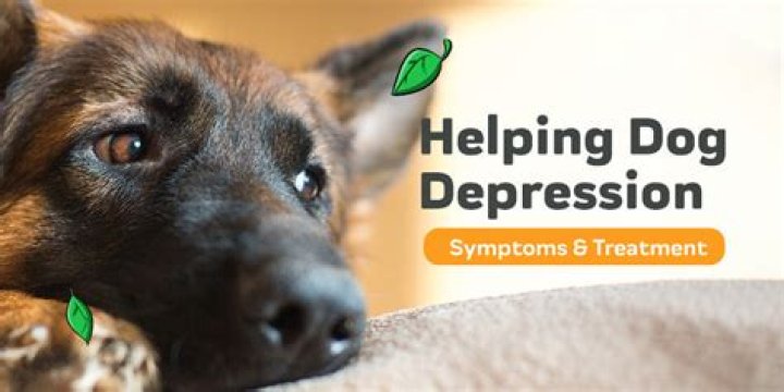 Can having a dog cause depression?