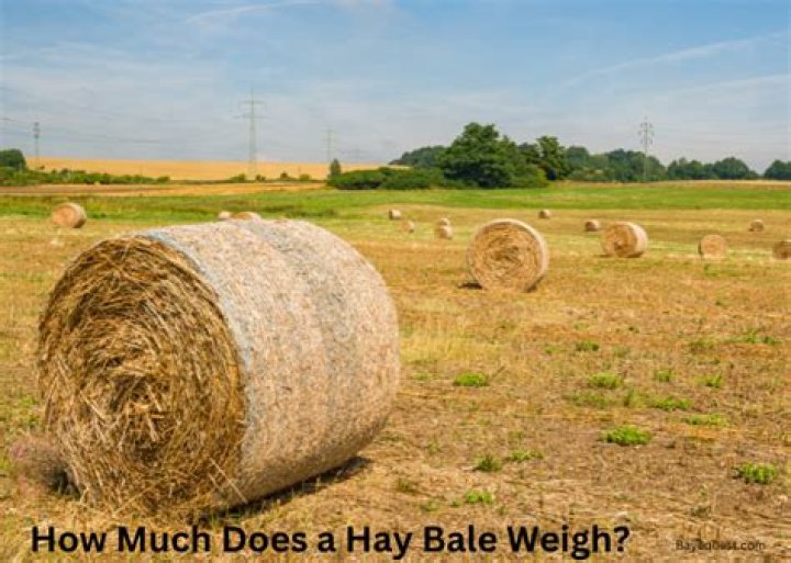 Can hay be too dry to bale?