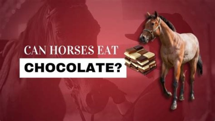 Can horses eat chocolate?