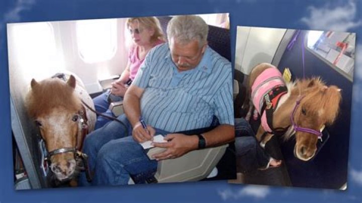 Can horses fly on planes?
