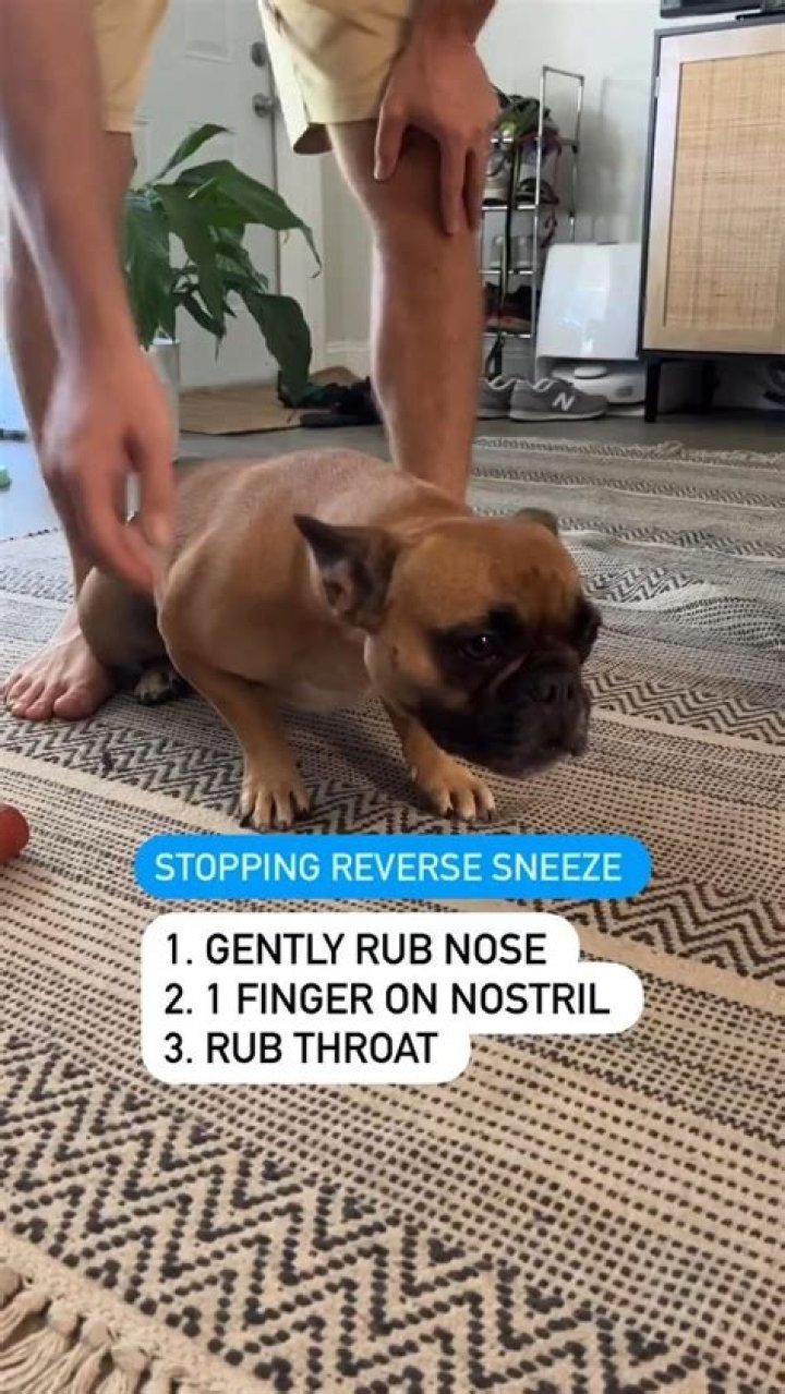 Can humans reverse sneeze?