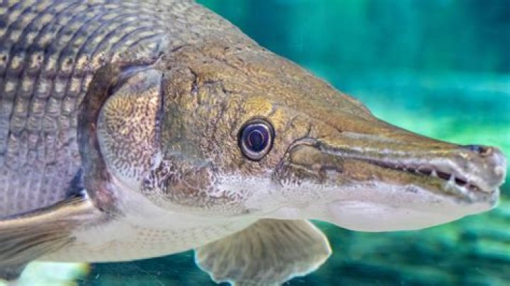 Can I buy baby alligator gar?