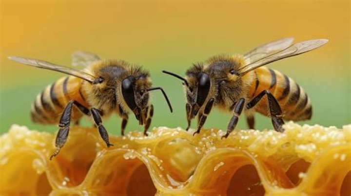 Can I eat honey as a vegan?