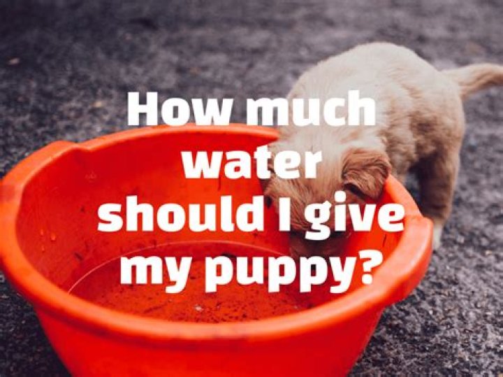 Can I give my dog water with sugar?