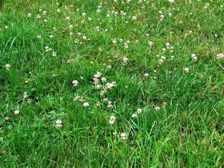 Can I just throw clover seed on the ground?