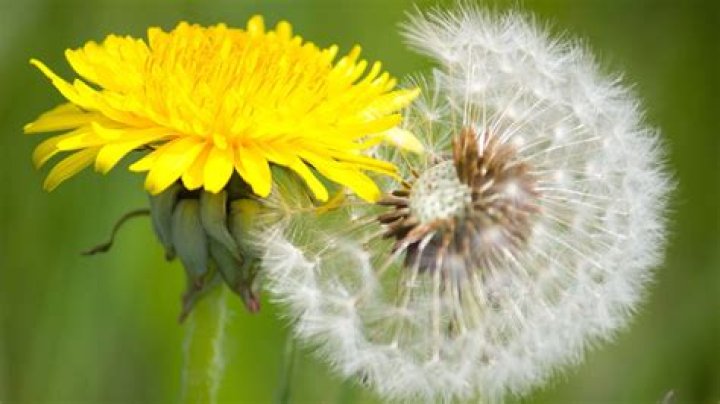 Can I mow over dandelions?