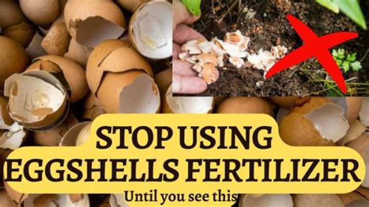 Can I plant seeds in eggshells?