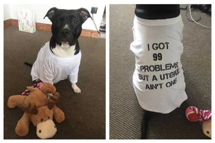 Can I put a shirt on my dog instead of a cone?