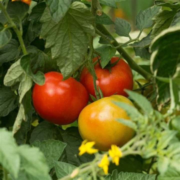 Can I put Epsom salts on tomato plants?