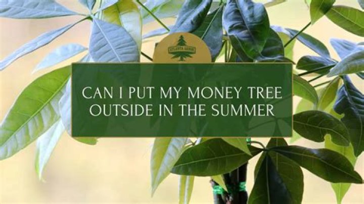 Can I put my money tree outside in the summer?
