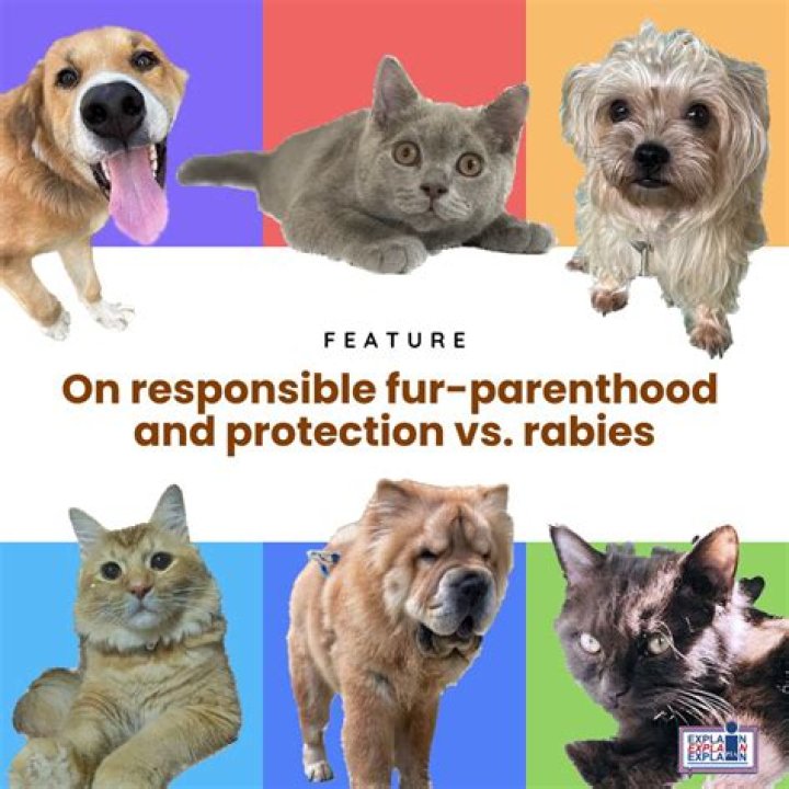 Can I put Neosporin on my dogs cut?