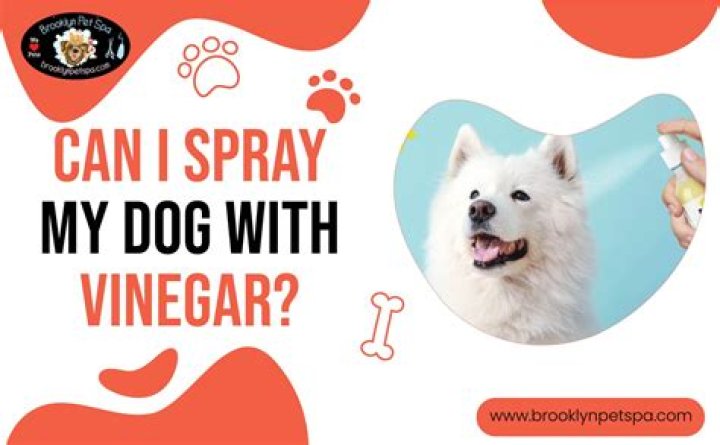 Can I spray sanitizer on my dog?