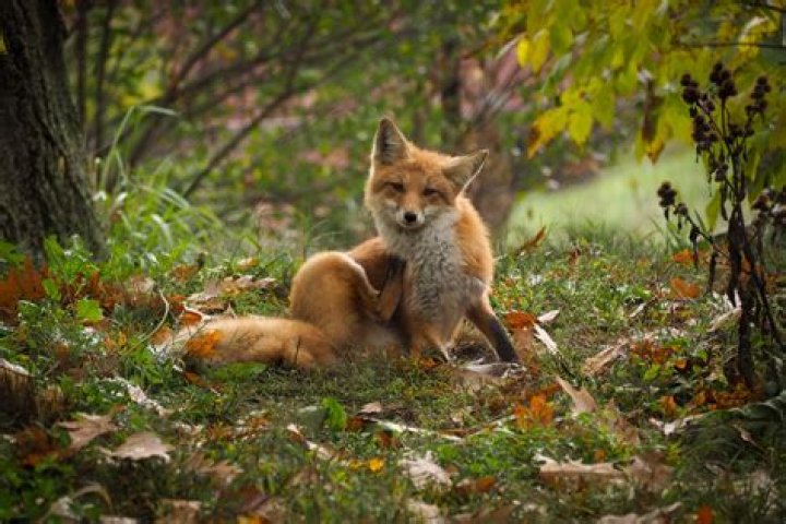 Can kit foxes swim?