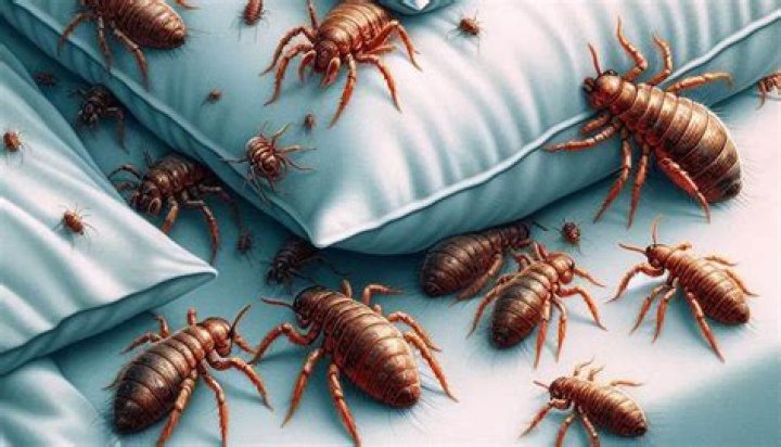 Can lice live on pillows and blankets?