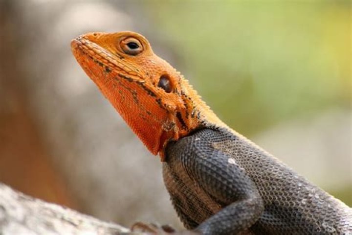 Can lizards get drunk?