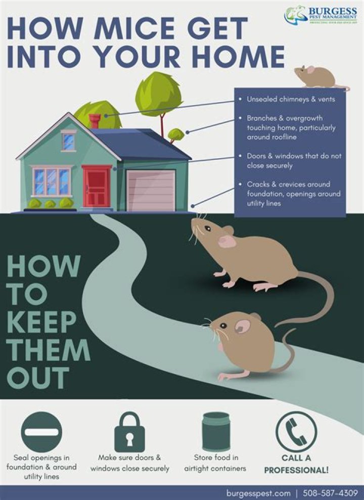 Can mice get wet?