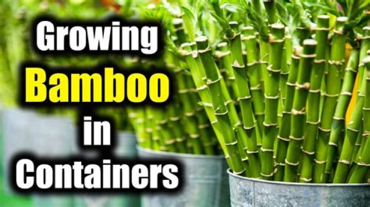 Can moldy bamboo be saved?
