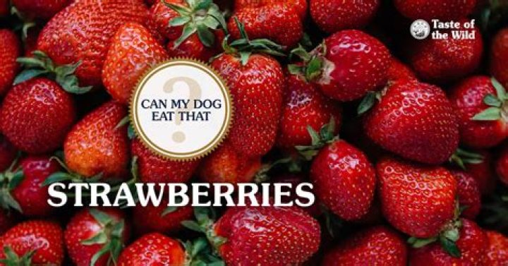 Can my bird eat strawberries?