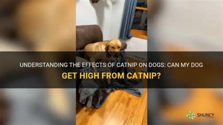 Can my dog get high?