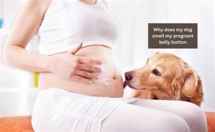 Can my dog smell my baby in my stomach?