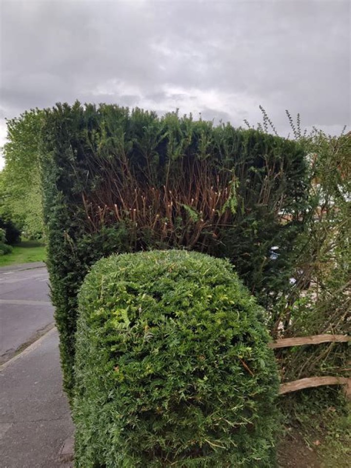 Can my Neighbour cut the top of my hedge?