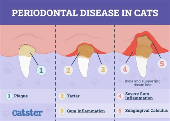 Can periodontal disease make you feel ill?