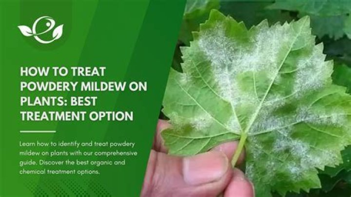 Can powdery mildew spread?