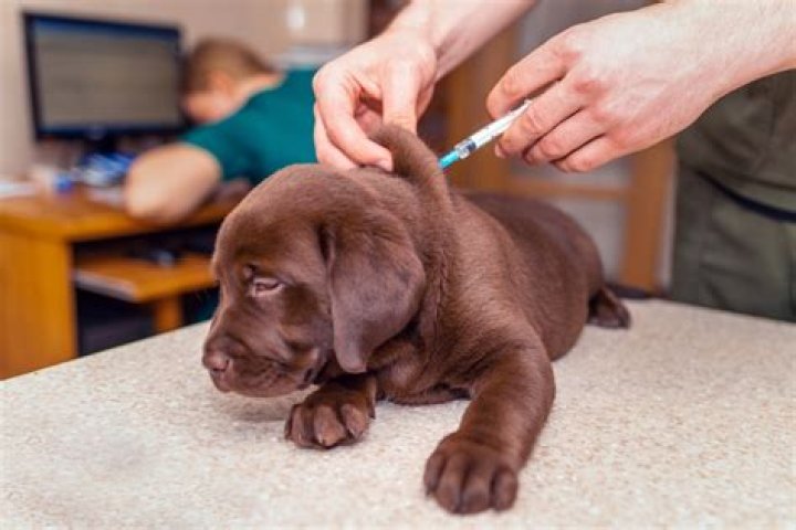 Can puppies get parvo from wild animals?