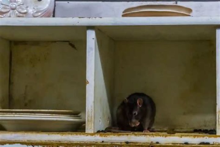 Can rats in your house make you sick?