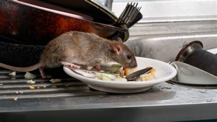 Can rats throw up?