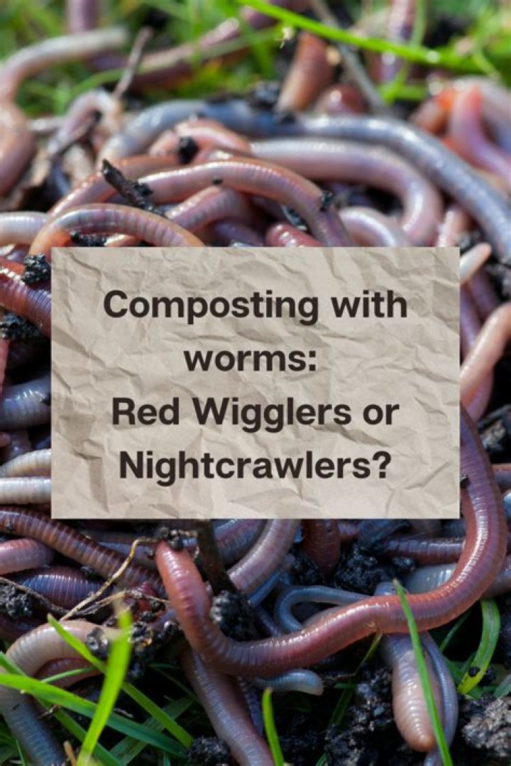 Can red wigglers and earthworms live together?