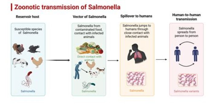 Can salmonella cause permanent damage?