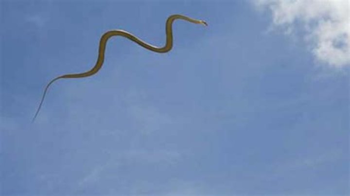 Can snakes jump?