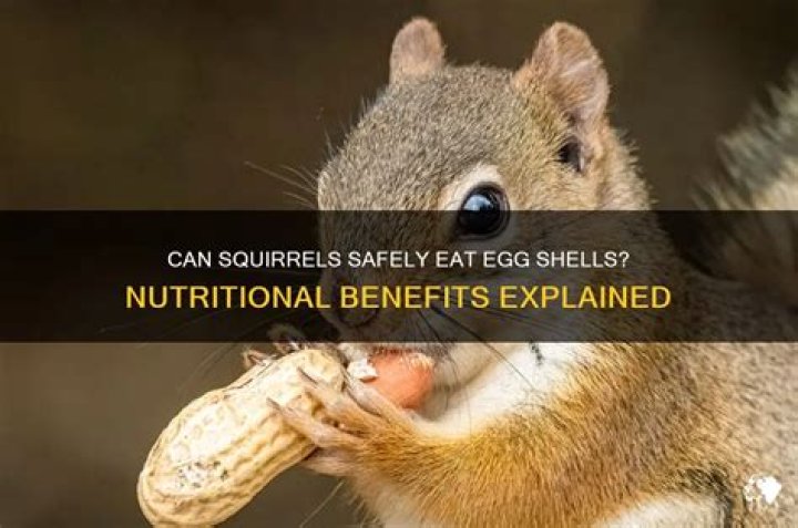 Can squirrels eat egg shells?