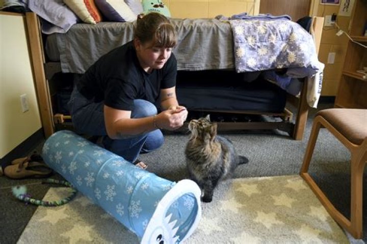 Can students have pets in dorms?