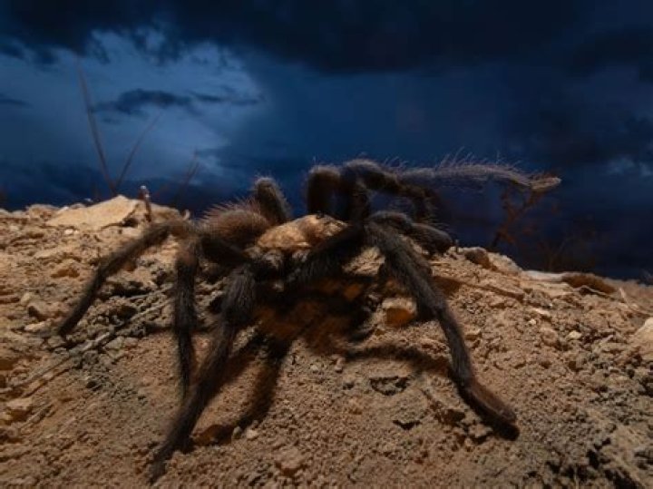 Can tarantulas cry?