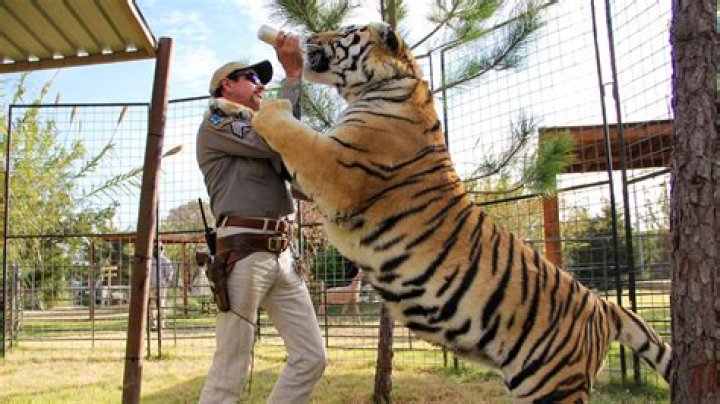 Can tigers be pets?