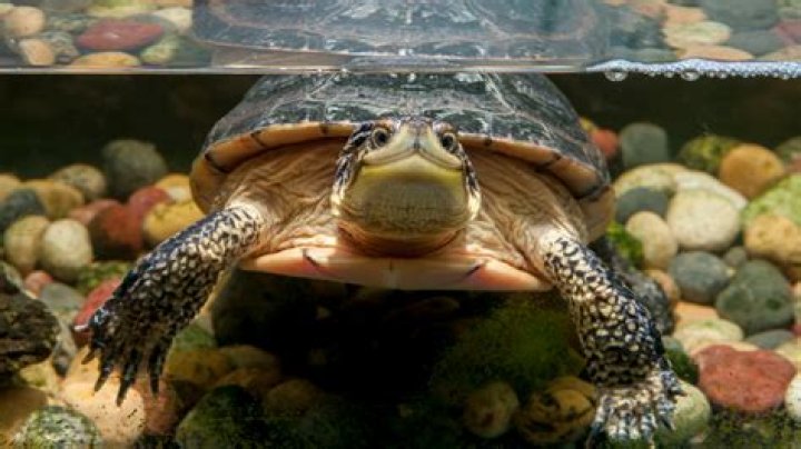 Can Tsuyu breath underwater?