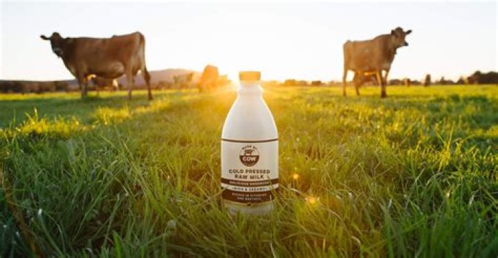 Can u drink milk straight from a cow?