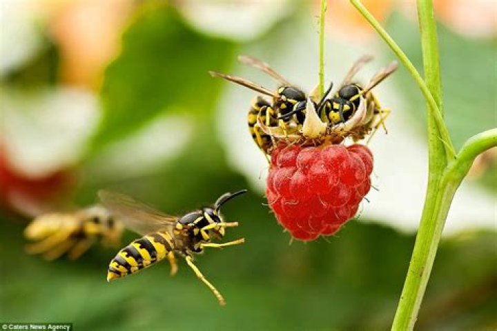 Can wasps be friendly?