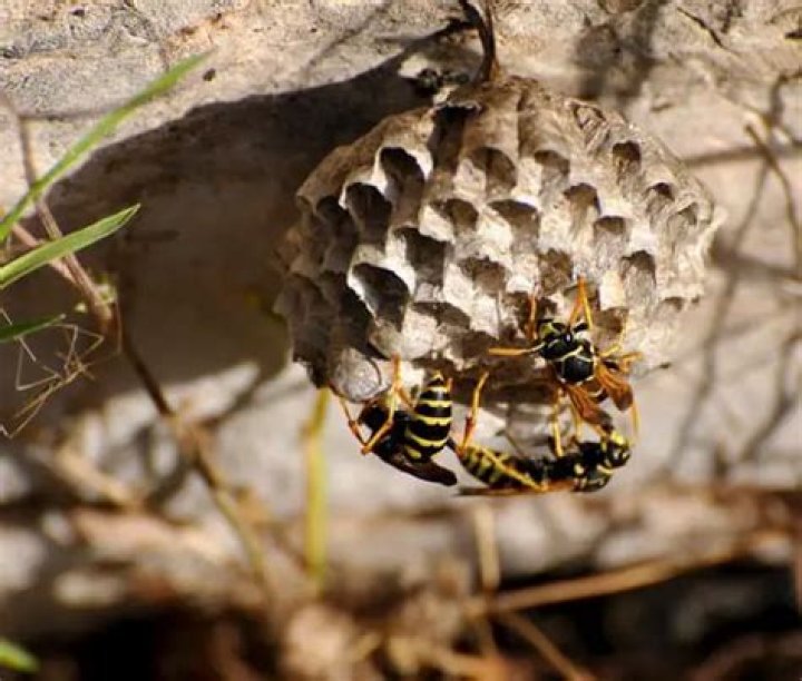 Can wasps freeze and come back to life?