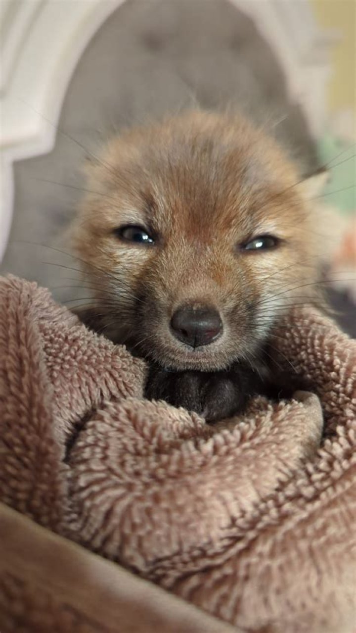 Can we pet a fox?