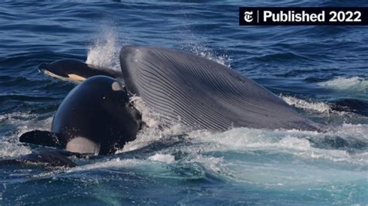 Can whales eat humans?